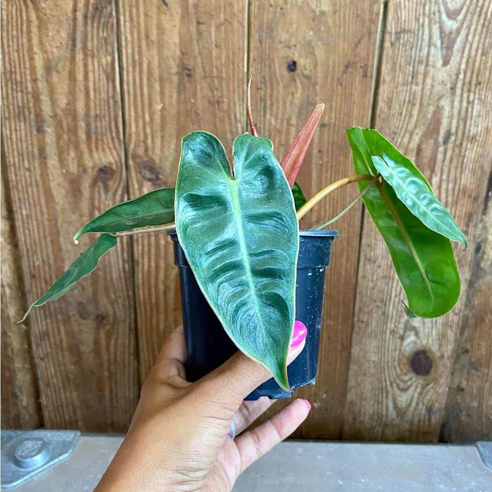 Philodendron Billietiae plant 4” pot